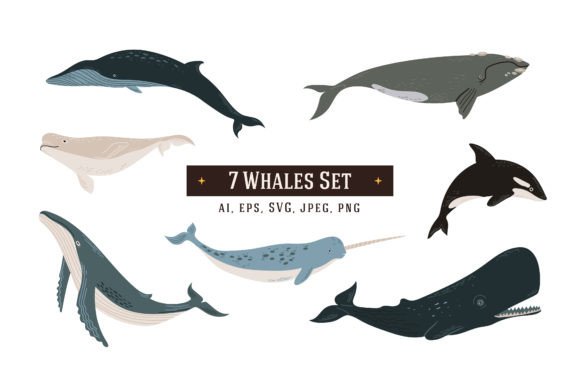 7 Whales Illustrations for Brand Graphics